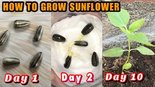 SUNFLOWER  How to grow Sunflower Seeds  Step by Step with Eng Subtitle [upl. by Lebam]