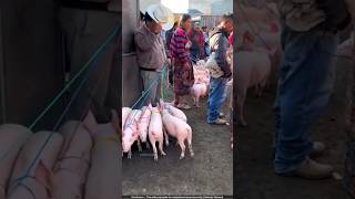 खेतों से सूअर भगाने का अनोखा तरीका 😨 pig farming [upl. by Sivrup]