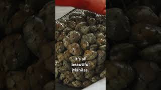 How Manila Clams Are Cleaned and Processed shorts [upl. by Kalindi]