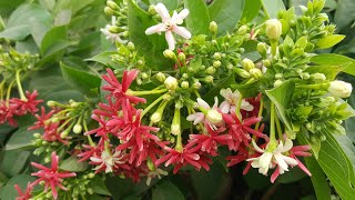 Double Rangoon Creeper Vine  Combretum indicum  Quisqualis indica [upl. by Erv]