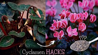 A Comprehensive Guide On Cyclamen Plant Care 6TRICKS [upl. by Ibbetson75]