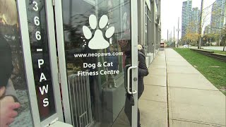 Concerns surround Toronto dog walking business [upl. by Ydnes]