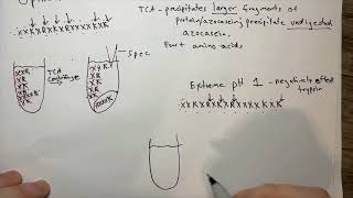 Azocasein Assay Analysis of Trypsins Protease Activity [upl. by Guzel]