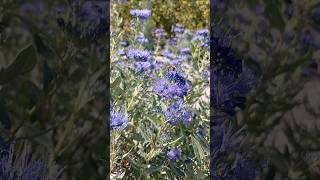 caryopteris каріоптеріс мійсад garden gardening plants дача город [upl. by Adaliah]