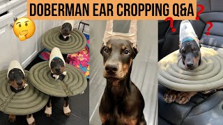 DOBERMAN EAR CROPPING QampA [upl. by Accalia]