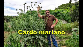 Cardo mariano Silybum marianum [upl. by Blood53]