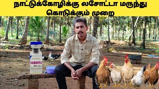 How to use lasota vaccine in country chickenநாட்டுக்கோழிக்கு லசோட்டா மருந்து கொடுக்கும் முறை [upl. by Aleinad]