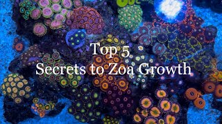 Top 5 Tips to ZOA Growth Color and Size in my Nano Reef Tank Zoa Garden The Secret to Zoanthids [upl. by Had]