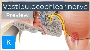 Vestibulocochlear nerve anatomy and function preview  Human Neuroanatomy  Kenhub [upl. by Gun]