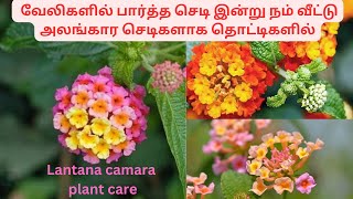 உன்னி செடி🌼 Lantana camara plant care  lantana plant benefits  உன்னிச் செடியின் மருத்துவ குணங்கள் [upl. by Aidole]