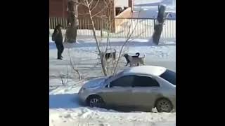 Cool and successful way to deal with a pack of stray dogs straydogs animalbehavior snowyscenes [upl. by Leamaj726]