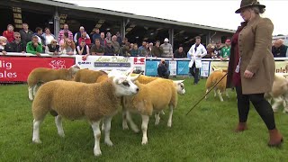 Hyrddod Texel  Texel Rams [upl. by Roter821]