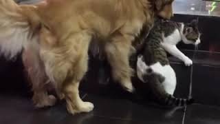 Golden Retriever stops cat friend from fighting [upl. by Orenid435]