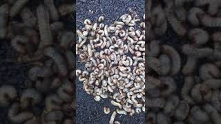 June bug grubs every morning in driveway [upl. by Aymer]