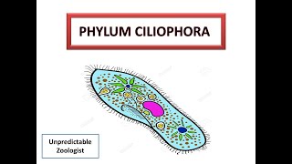 Phylum CiliophoraProtozoa [upl. by Nylram]