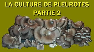 pleurote champignon 2018 Culture des Pleurotes Partie 2 [upl. by Marler268]