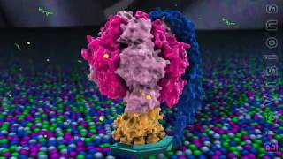 The F0F1 ATPase and ATP Production BioVisions [upl. by Kcyred278]