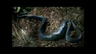 Reptiles amp Amphibians Documentary E1 Part 4 [upl. by Irb601]