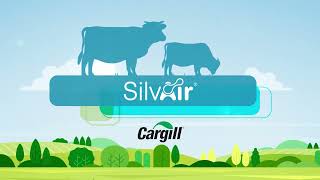 Reducing methane emissions in Beef with SilvAir® [upl. by Suedama898]