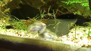 Breeding Ritual hillstream loach [upl. by Kroo]