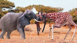 Elephant vs Giraffes  The herbivore battle [upl. by Redmund]