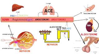 ⭕ شرح مفصل خطوة بخطوة لـ  Renin Angiotensin Aldosterone System [upl. by Lynne]