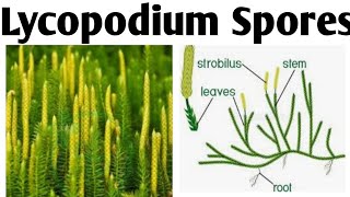 Lycopodium Spores Method PharmacognosyBPharm 4 Sem lycopodiumspore lycopodiumsporemethod [upl. by Lokkin]