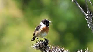 European Stonechat in Spain [upl. by Moscow]