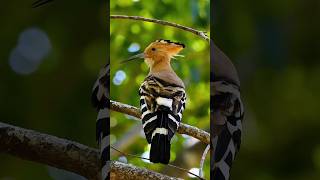 The Birds with Colorful Feather  Birds of a Feather birds animals wildlife birdsofafeather [upl. by Yunick334]