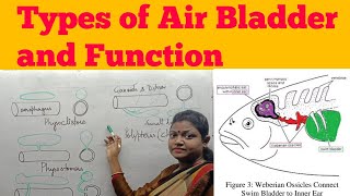 Types of Air Bladder or Swim Bladder in fishes and their Function for BSc MSc Zoology [upl. by Nwonknu356]