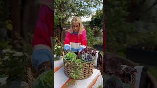 DIY Herbstdeko 🍂 diy diyideas herbst herbstdeko dekor dekoration blumen pflanzen garten [upl. by Hotchkiss]