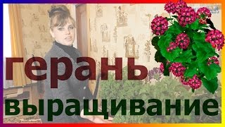 Герань пеларгония размножение черенками сажаем выращиваем герань посадка уход пеларгонии герани [upl. by Annoek]