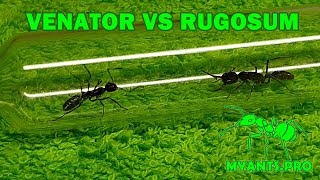 Venator vs Rugosum эксперимент [upl. by Ive]