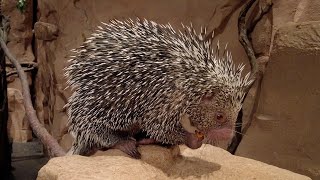 Keeper Chat PrehensileTailed Porcupine Full Version [upl. by Otsugua]