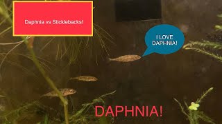 Feeding our AGGRESSIVE Sticklebacks with Daphnia [upl. by Muryh]