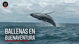 Llegan las ballenas al pacífico colombiano una experiencia inolvidable  El Espectador [upl. by Yared]