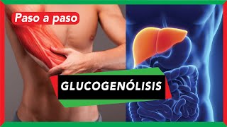 GLUCOGENÓLISIS degradación del glucógeno pasos y regulación  Metabolismo [upl. by Crosley]