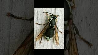 BaldFaced Hornet Dolichovespula maculata in Wasp Family Vespidae  Observed in Description [upl. by Meade]