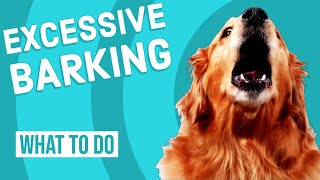 How to Stop Your Dog From Barking Excessively [upl. by Anikat865]