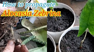 HOW TO PROPAGATE ALOCASIA ZEBRINA  SIMPLY GARDENING [upl. by Yeltnerb]