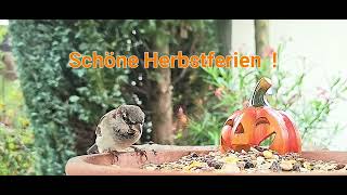 Schöne Herbstferien [upl. by Eerrehc393]