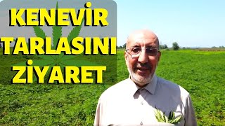 Kenevir tarlasını ziyaret  Sakarya Büyükşehir Belediyesine ait Kenevir Tarlası [upl. by Yblek]