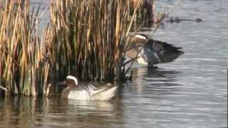 Natuurfilm de Makkumer Waard deel 12  Henry Spruyt [upl. by Samau]