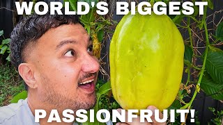 The Worlds Biggest Passionfruit  Giant Granadilla [upl. by Wiedmann959]