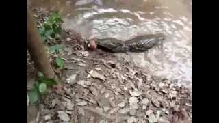 Crocodile kills an electric eel Eel uses Thunder Shock Crocodile is paralyzed and also dead [upl. by Scarface]