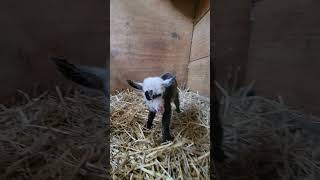 Milano Budd amp Kringla both had twins yesterday nigeriandwarf farmlife babygoats [upl. by Danaher]