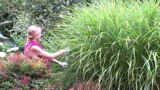 Pruning Miscanthus Ornamental Grass for Size [upl. by Anertak730]