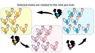 Breeding Strategies for Heritage Chickens [upl. by Pastelki]