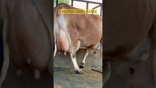 Super Udder Quality JERSEY COW ChopraDairyFarm Trending Jersey cow [upl. by Aratahc196]