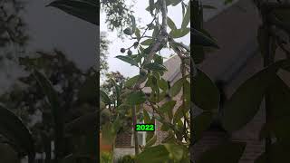 Broadleaf Killer vs Broadleaf Tree  quotWeed n Feed Kz 💀🥀 Trees 🌳 Yall  arborist [upl. by Soloma]